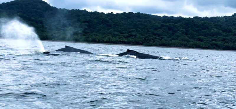 4 Days Adventure; Medellin to Nuqui- Whales!!! - Whale Watching Experience