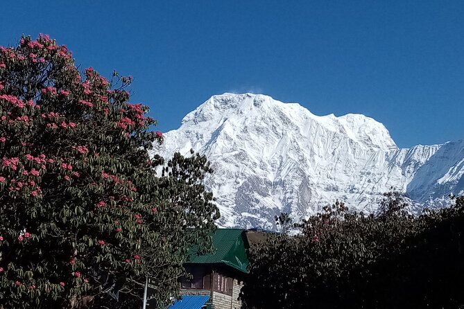 4 Days Amazing Trekking From Pokhara-Ghorepani Poon Hill - Food and Beverage Options