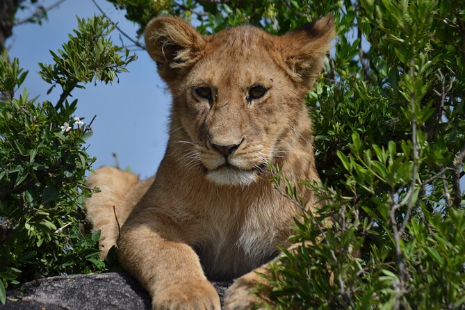 4 Days Awesome Luxury Safari Tarangire Serengeti & Ngorongoro - Cancellation Policy
