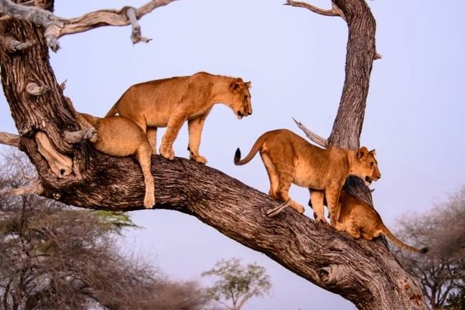 4 Days Best Experience Kilimanjaro Hike, Serengeti &Ngorongoro - Pricing and Booking Information