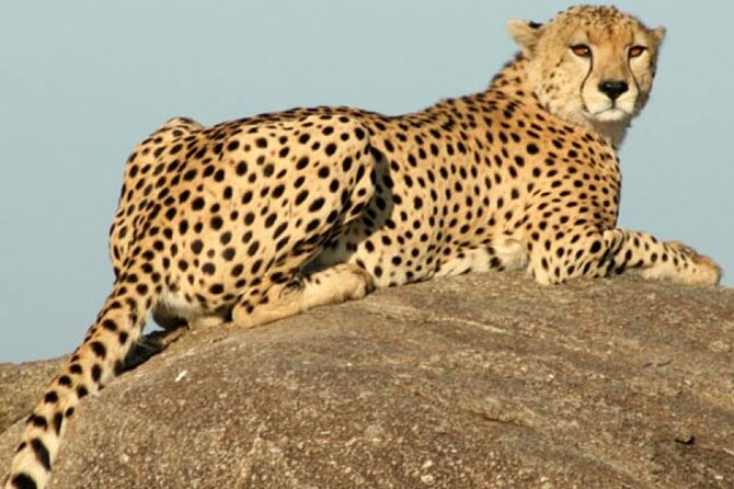 4 Days Camping Safaris - Accommodation and Meals