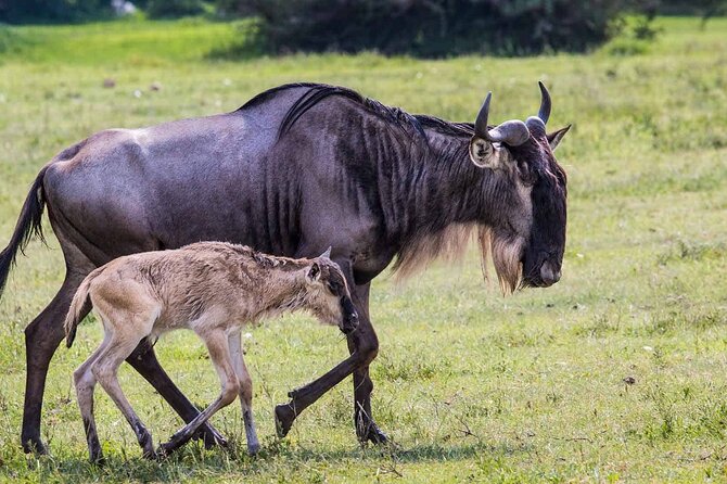 4 Days Camping Safaris - Packing and Preparation