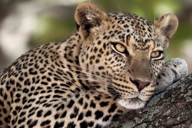 4 Days Camping Safaris - Booking and Pricing