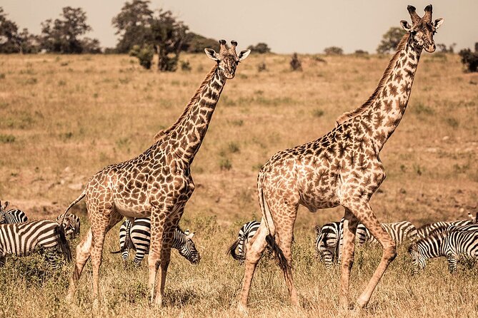 4 Days Camping Safaris - Frequently Asked Questions