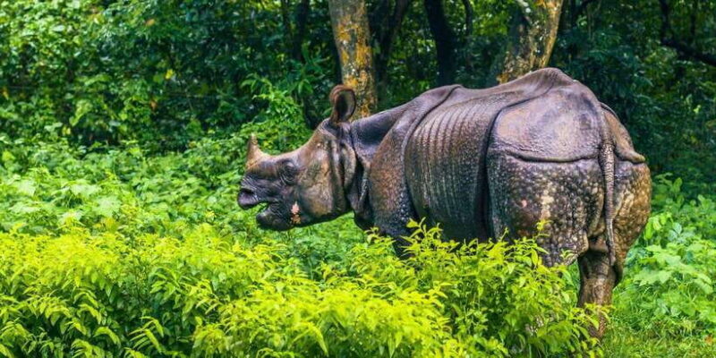 4 Days Chitwan Jungle Tour with 1 Night Jungle Tower stay - Key Points