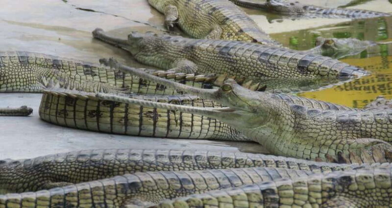 4 Days Chitwan Jungle Tour with 1 Night Jungle Tower stay - Introduction