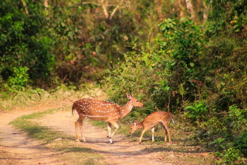 4 Days Chitwan Jungle Tour with 1 Night Jungle Tower stay - The Value of This Tour