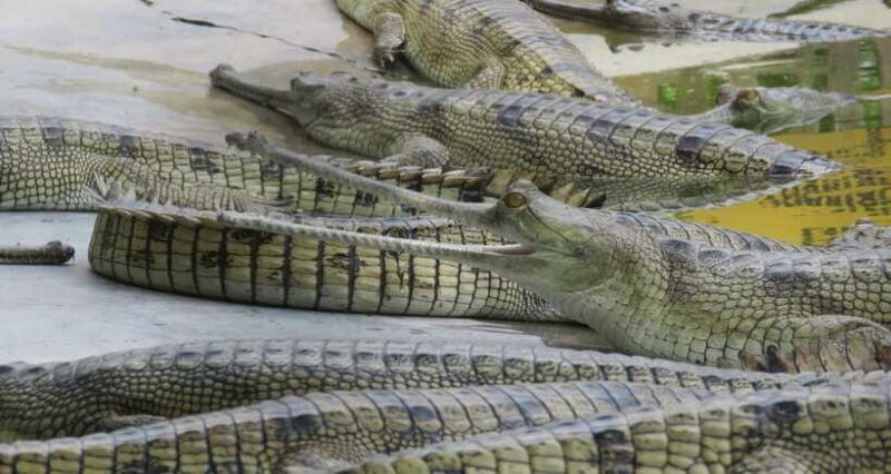 4 Days Chitwan Jungle Tour with 1 Night Jungle Tower stay - How This Tour Fits Different Travelers