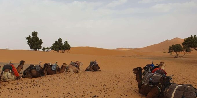 4 Days Desert Tour Ouarzazate to Marrakech With Camel & Quad - Quad Biking Adventure