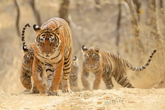 4 Days: Jaipur, Ranthambore Tigers & Taj Mahal Tour From Jaipur With Delhi Drop - Highlights of Jaipur