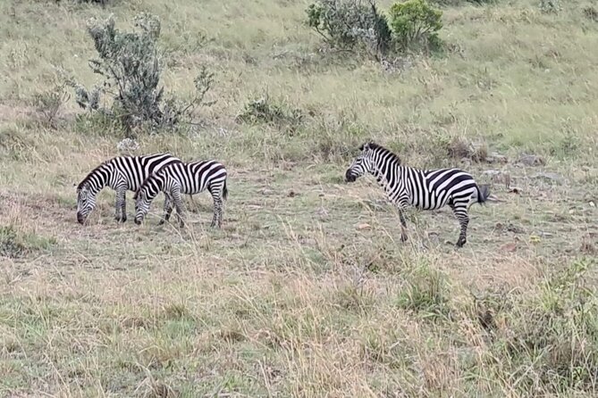 4 Days Kenyan Wildlife Safari - Booking and Cancellation Policy