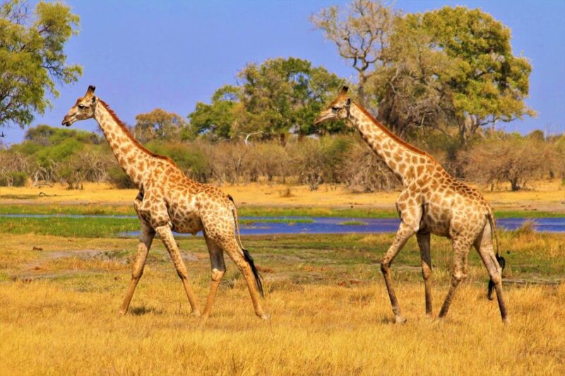 4 Days Kruger National Park and Panorama Route - Good To Know