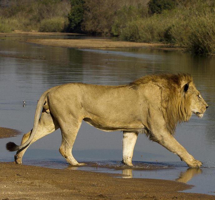 4 Days Kruger National Park and Panorama Route - Making the Most of Your Tour