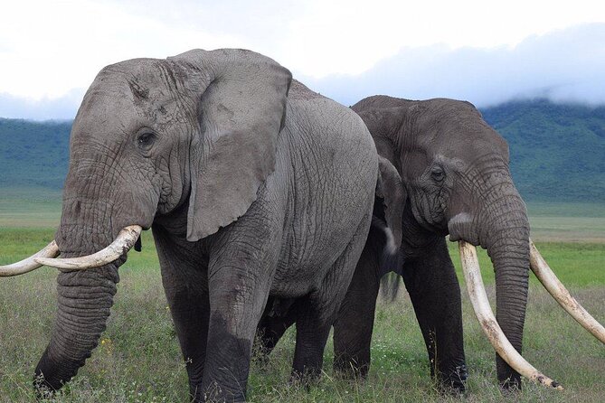 4 Days Lodge &Camping Tarangire,Serengeti, Ngorongoro Safari Tour - Booking and Cancellation