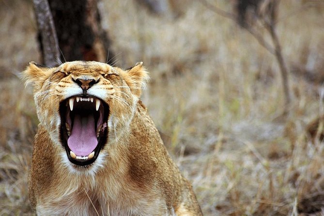 4 Days Luxury Lodge Safari Tour Tanzania - Booking and Cancellation