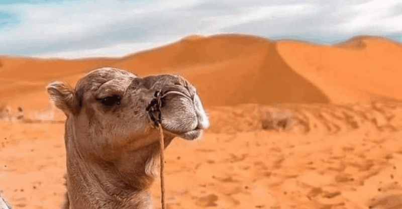 4 Days Marrakech to Merzouga - Itinerary Highlights