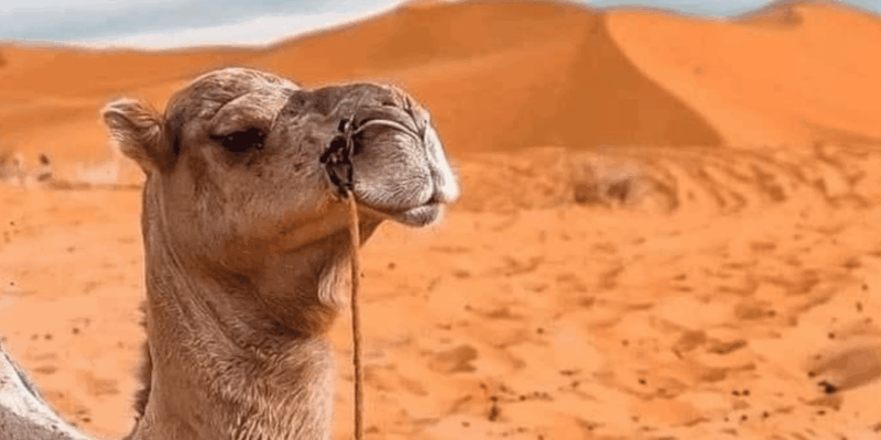 4 Days Marrakech to Merzouga - Inclusions