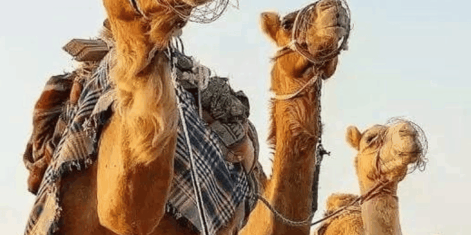 4 Days Marrakech to Merzouga - Cultural Experiences