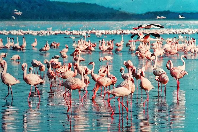 4-Days Masai Mara and Lake Nakuru Park Safari Tour - Joining Group Kenya Tour - Inclusions