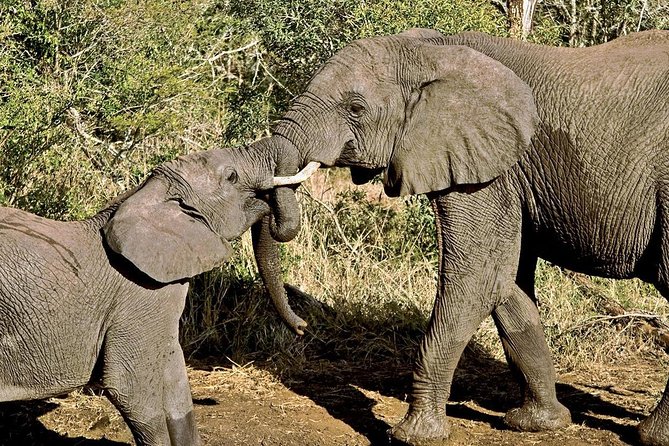 4-Days Masai Mara and Lake Nakuru Park Safari Tour - Joining Group Kenya Tour - Booking Information