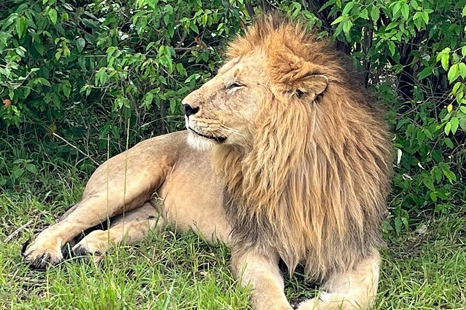 4 Days Masai Mara & Lake Nakuru Budget Safari From Nairobi - Transportation and Guides
