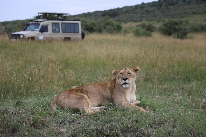 4 Days Masai Mara Lake Nakuru Jeep Safari - Immersive Safari Experience