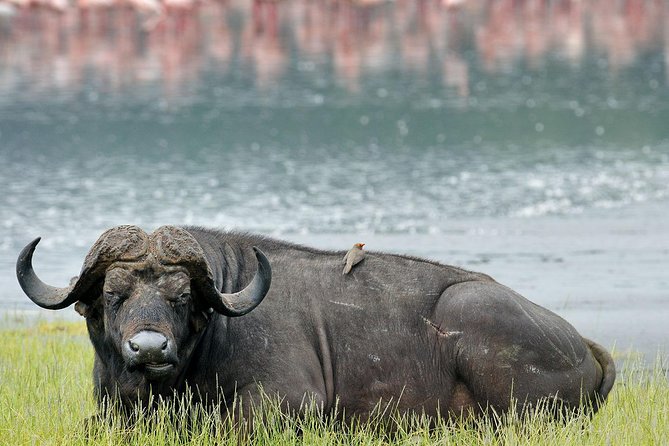 4 Days Masai Mara & Lake Nakuru Lodge Safari - Good To Know