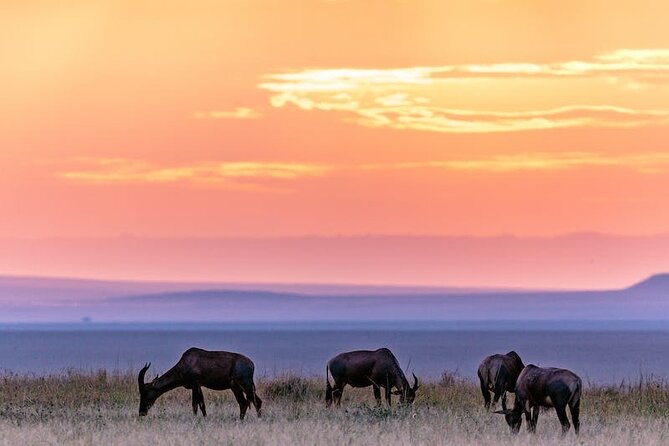 4 Days Masai Mara Safari - Wildlife Sightings