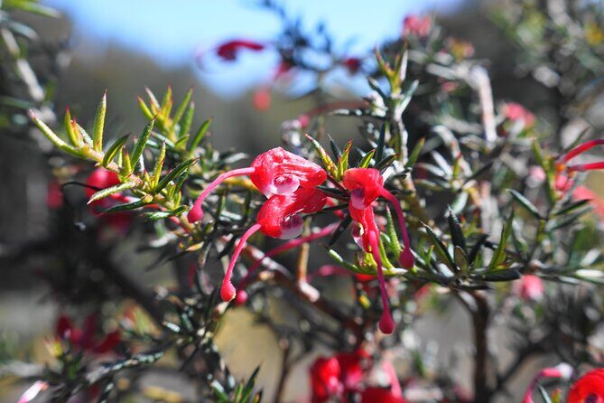 4 Days Private Walking Tour in South Australia - Who Will Love This Experience?