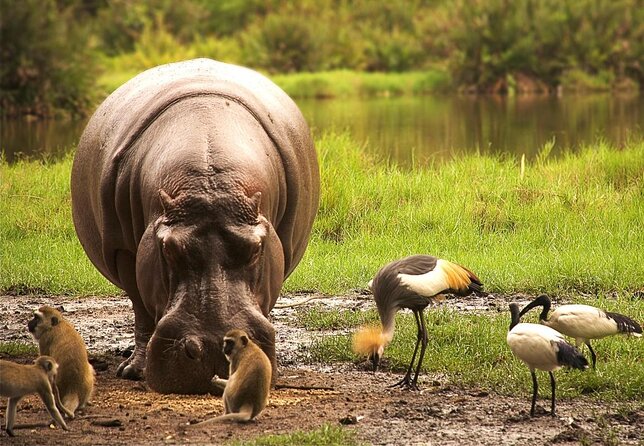 4-Days Safari: Tsavo East, West and Amboseli National Parks - Good To Know