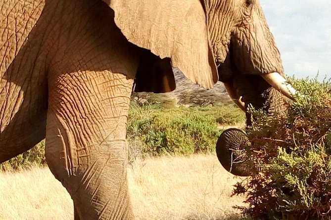 4-Days Safari: Tsavo East, West and Amboseli National Parks - Frequently Asked Questions