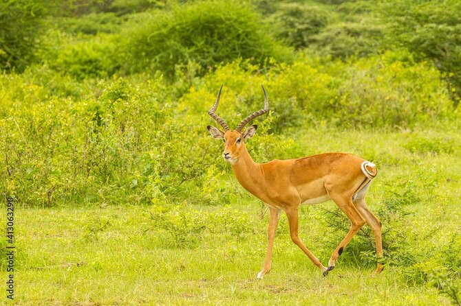 4 Days Tanzania Camping Safari - Whats Not Included