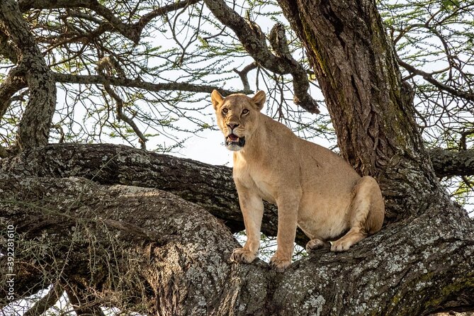 4 Days Tanzania Camping Safari - Traveler Reviews