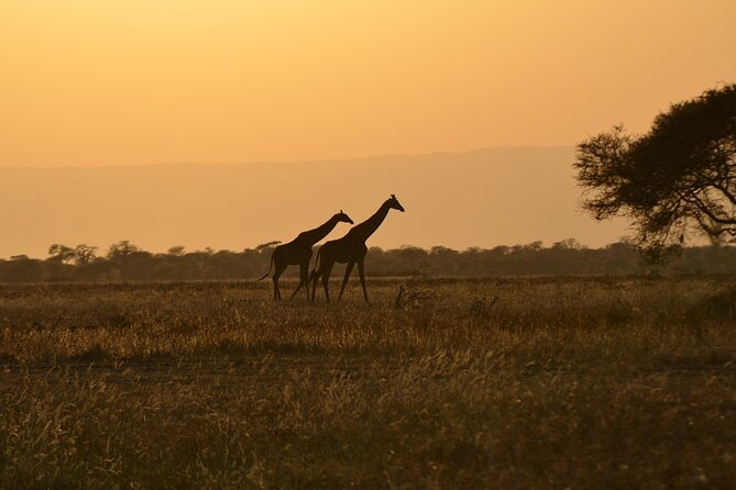 4 Days Tanzania Lodge Safari With Two Nights at Serengeti - Exploring Serengeti National Park