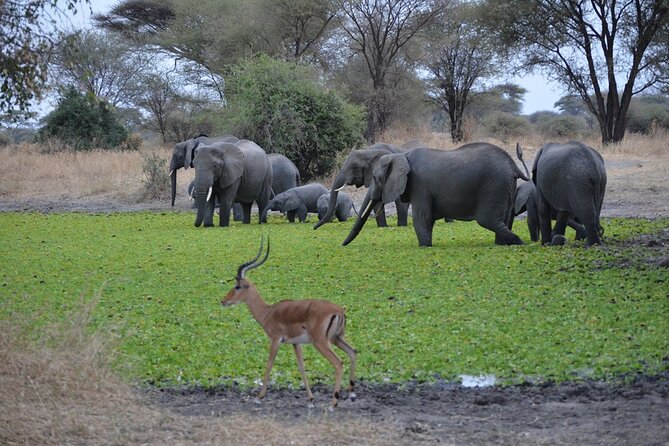 4 Days Tanzania Lodge Safari With Two Nights at Serengeti - Encountering the Big Five