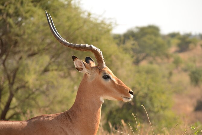 4 Days Tanzania Lodge Safari With Two Nights at Serengeti - Accommodations and Meals