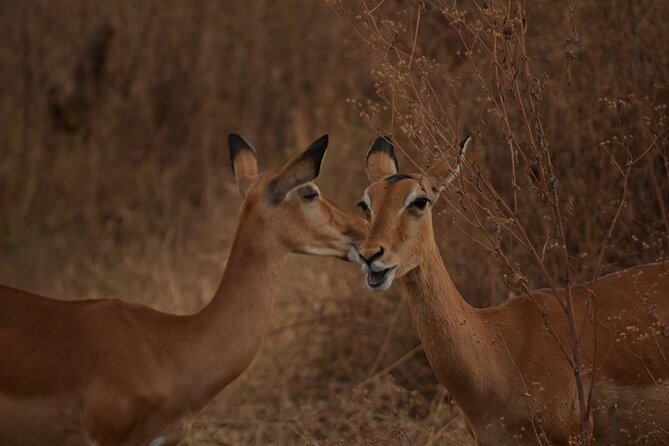 4 Days Tanzania Lodge Safari With Two Nights at Serengeti - Booking and Pricing Details