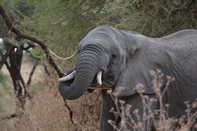 4 Days Tanzania Lodge Safari With Two Nights at Serengeti - Additional Tour Information