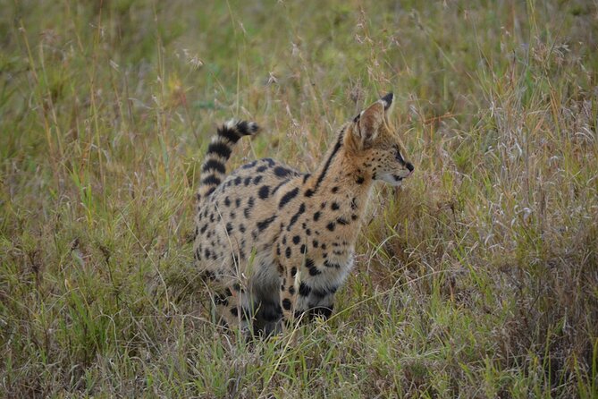4 Days Tanzania Lodge Safari With Two Nights at Serengeti - Traveler Reviews and Recommendations