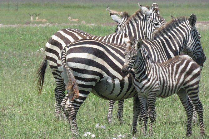 4 Days Tanzania Private Safari | Serengeti , Ngorongoro & Tarangire Safari - Ngorongoro Crater Exploration