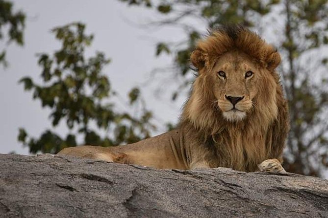 4 Days Tanzania Safari - Pickup and Transportation
