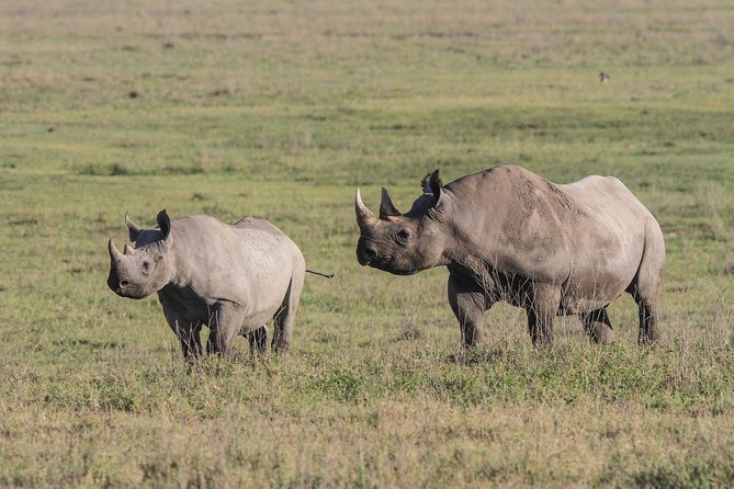 4 Days Tanzania Safari- Lake Manyara NP, Serengeti Np and Ngorongoro Crater - Private Camping and Meals