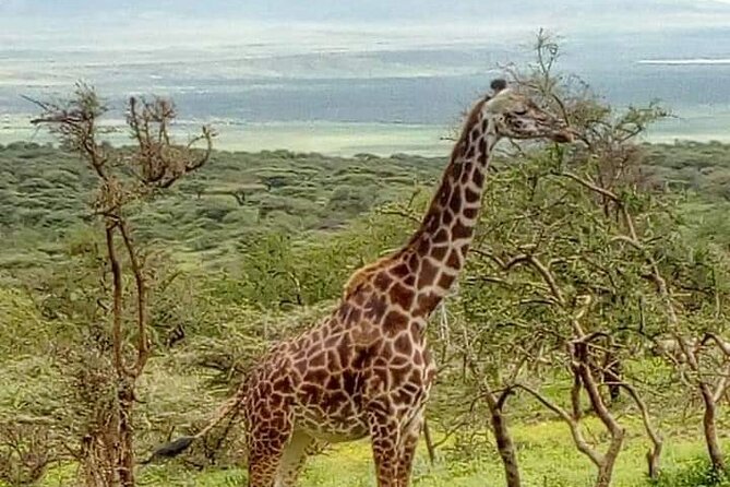 4 Days Tanzania Safari - Tarangire, Serengeti, Ngorongoro - Frequently Asked Questions