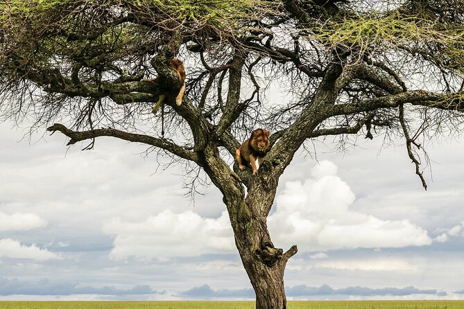 4-Days Tour to Tanzania National Parks - Frequently Asked Questions