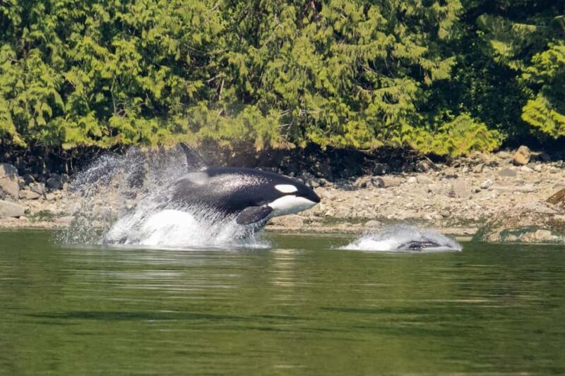 4 Hour Campbell River Whale & Wildlife Tour | Discovery West - An In-Depth Look at the Campbell River Wildlife Tour