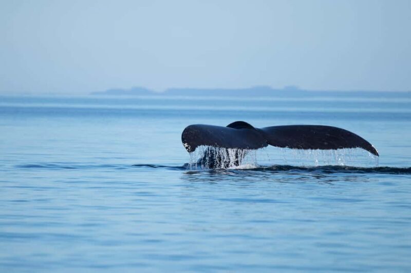 4 Hour Campbell River Whale & Wildlife Tour | Discovery West - The Sum Up