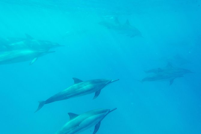 4 Hour Captain Cook Bay Cruise - Customer Reviews