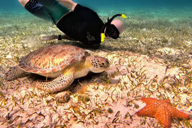 4 Hour Cozumel Turtle Sanctuary Experience on a Luxury Catamarán - An In-Depth Look at the Experience