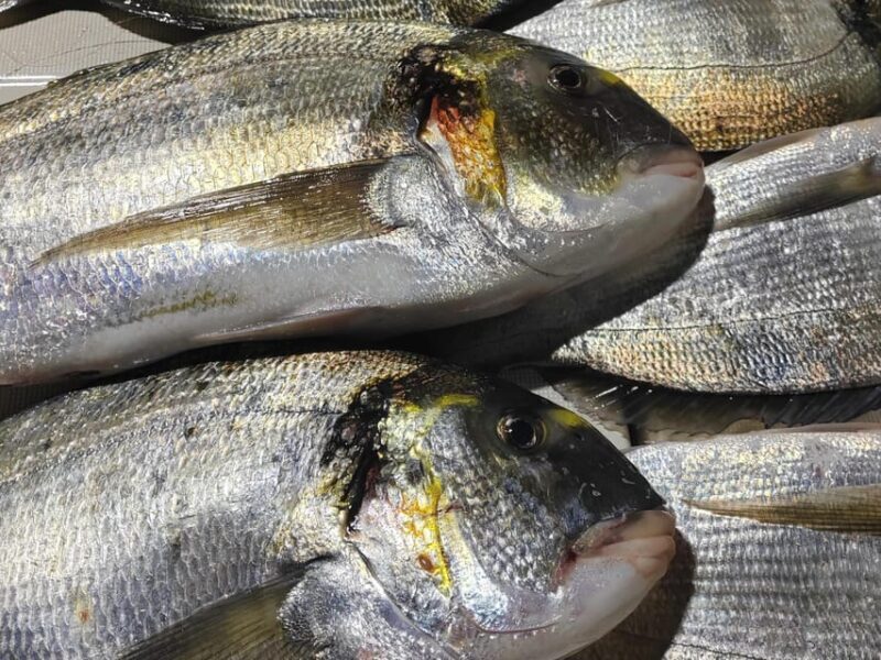 4-hour FISHING DAY by BOAT departing from Hondarribia - Discover the Charm of a 4-Hour Fishing Day by Boat in Hondarribia