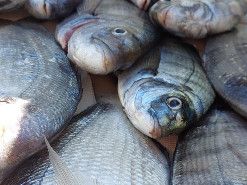 4-hour FISHING DAY by BOAT departing from Hondarribia - Key Points